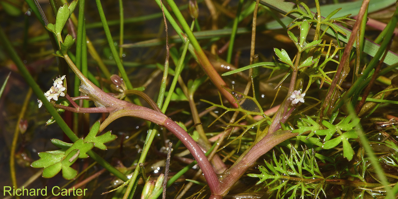 Lesser Marshwort