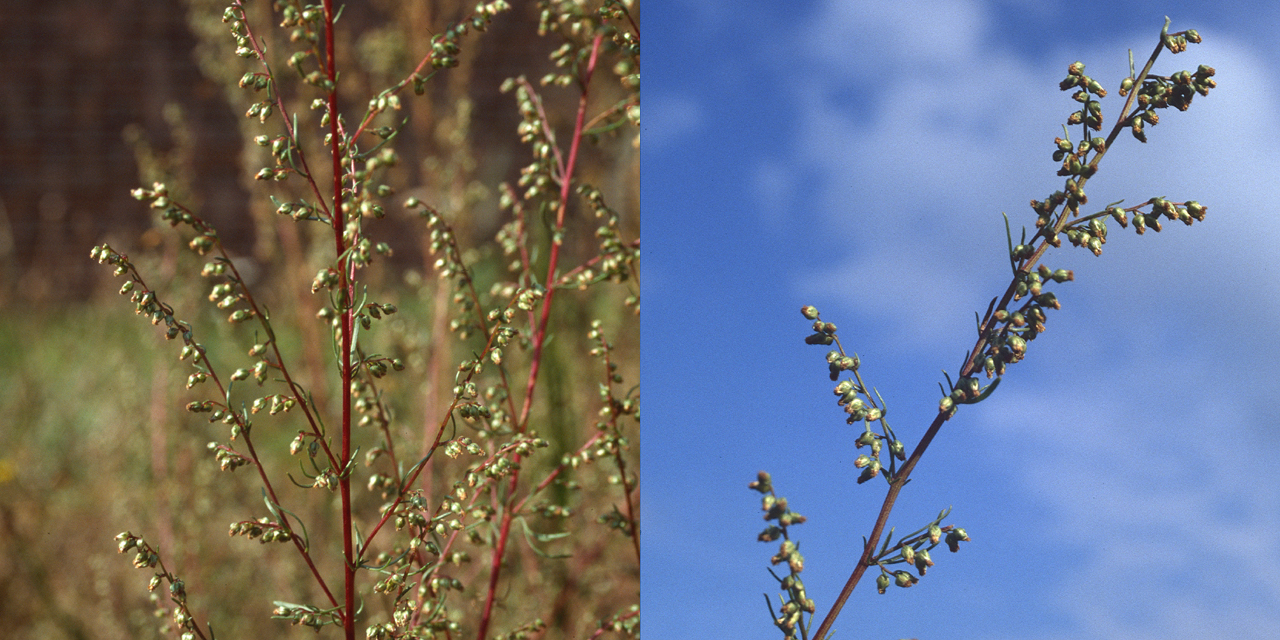 Field wormwood