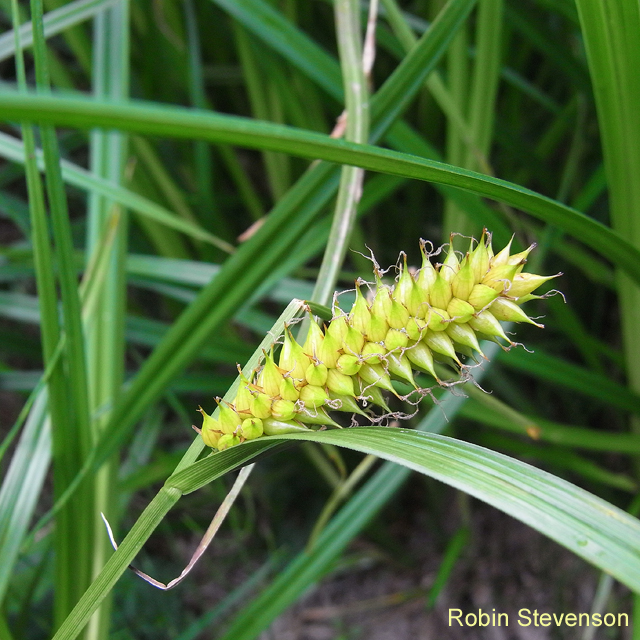 Bladder-sedge