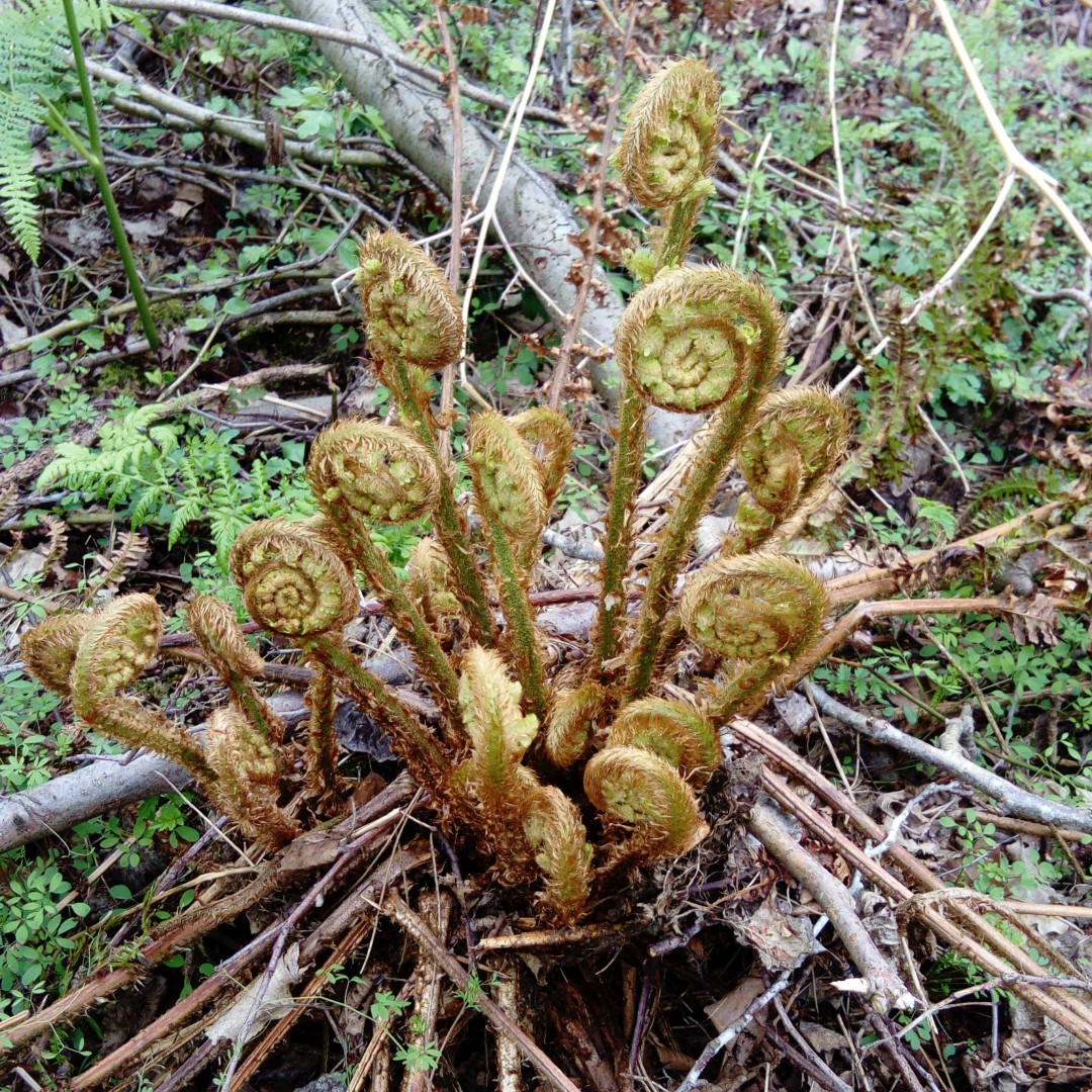 scaly male fern