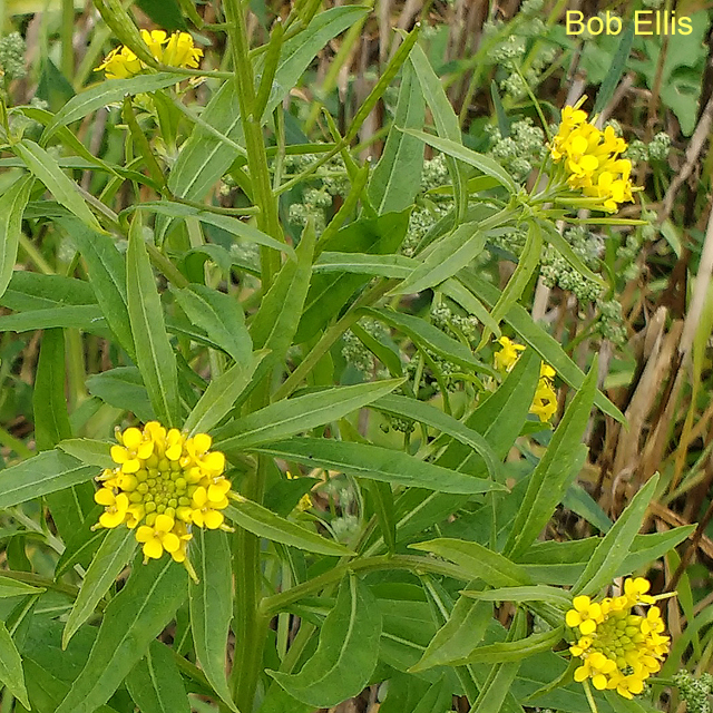 Treacle Mustard