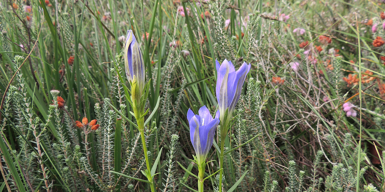 Marsh Gentian by Bob Ellis