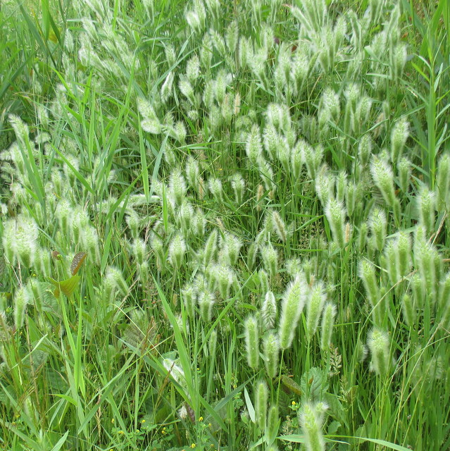 Beard grass