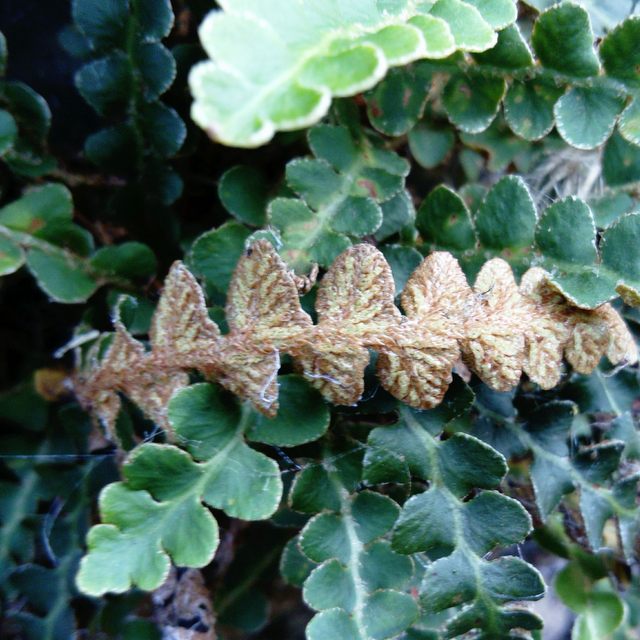 rustyback fern