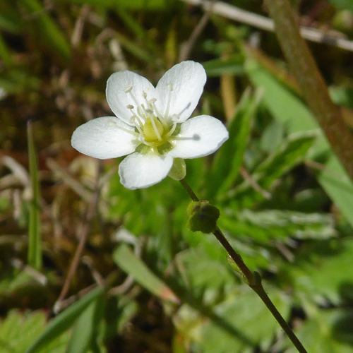 knotted pearlwort