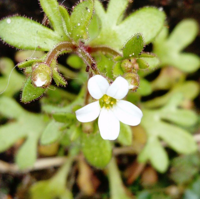 rue-leaved saxifrage