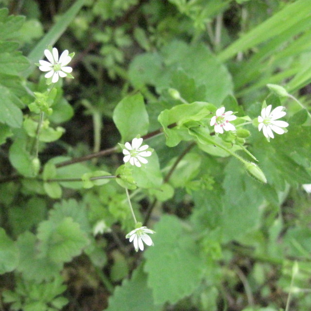 greater chickweed