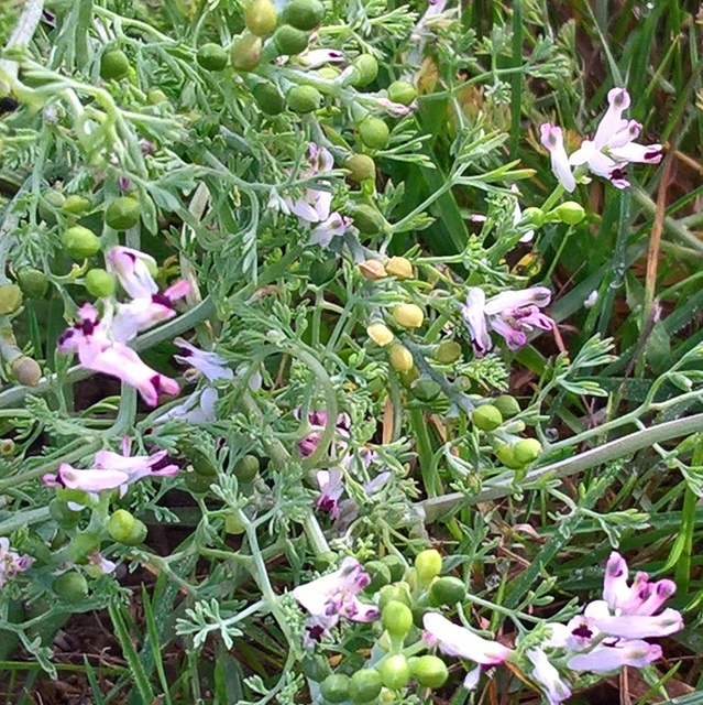 fine-leaved fumitory