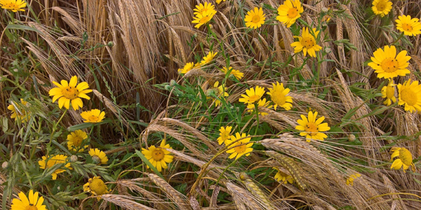 Corn Marigold by Jo Parmenter