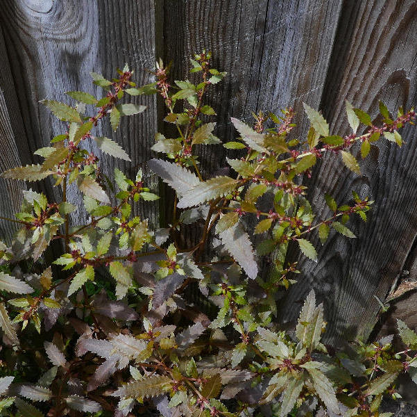 raspwort