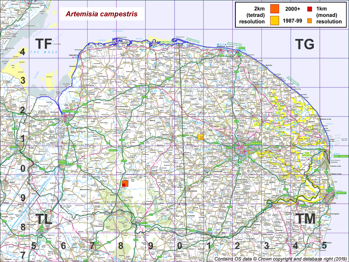 artemisia campestris map