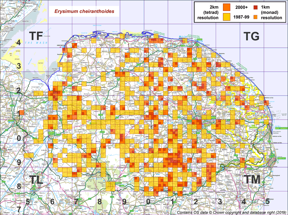 Erysimum cheiranthoides map