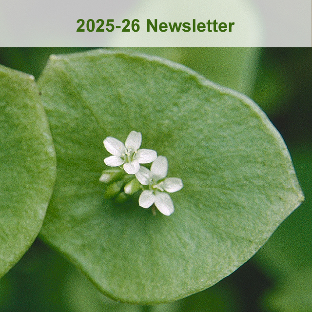 Newsletter 2025-2026